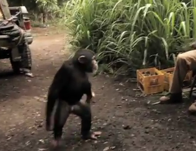O verdadeiro planeta dos macacos
