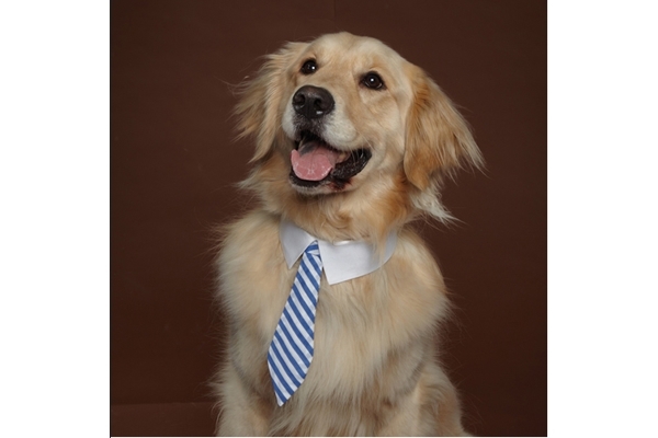 Seu amigo com estilo