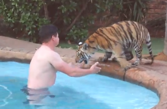 Tigre de estimação