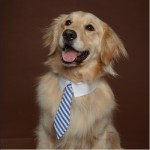 Dapper-Dog-Dog-Tie_6796-l